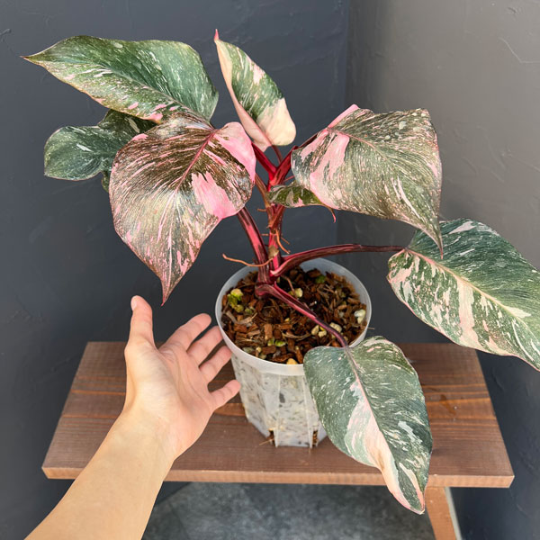 フィロデンドロン:マーブルピンクプリンセス(ピンクプリンセスギャラクシー) 5号鉢植え