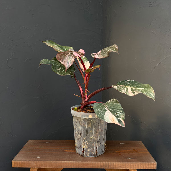 フィロデンドロン:マーブルピンクプリンセス(ピンクプリンセスギャラクシー) 5号鉢植え