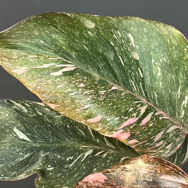 フィロデンドロン:マーブルピンクプリンセス(ピンクプリンセスギャラクシー) 5号鉢植え