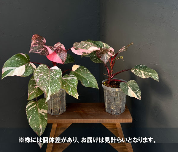 フィロデンドロン:マーブルピンクプリンセス(ピンクプリンセスギャラクシー) 5号鉢植え