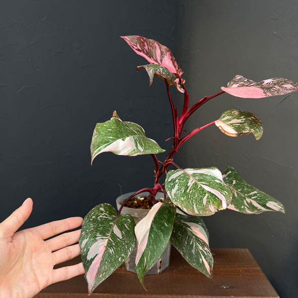 フィロデンドロン:マーブルピンクプリンセス(ピンクプリンセスギャラクシー) 4号