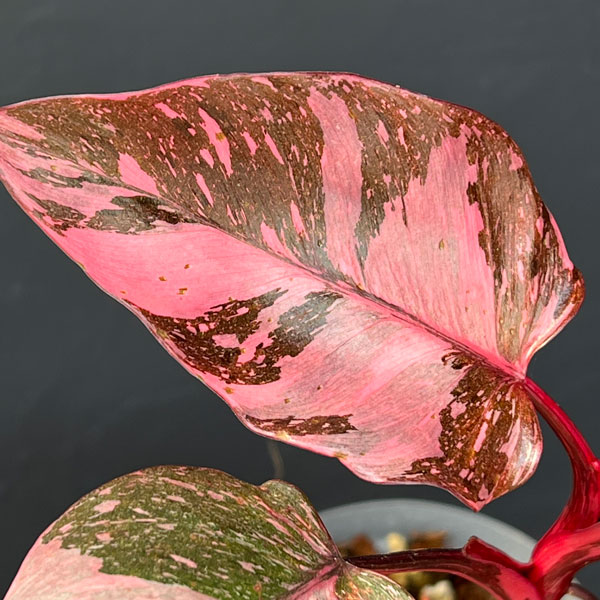 フィロデンドロン:マーブルピンクプリンセス(ピンクプリンセスギャラクシー) 4号