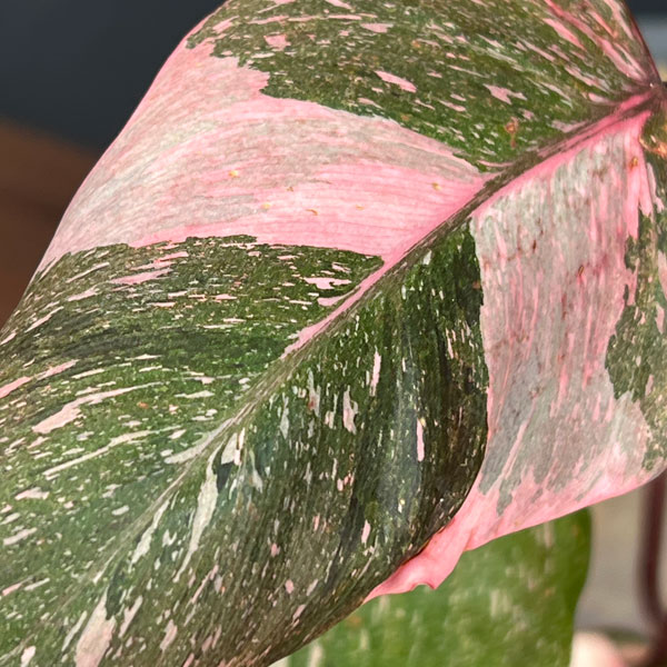 フィロデンドロン:マーブルピンクプリンセス(ピンクプリンセスギャラクシー) 4号