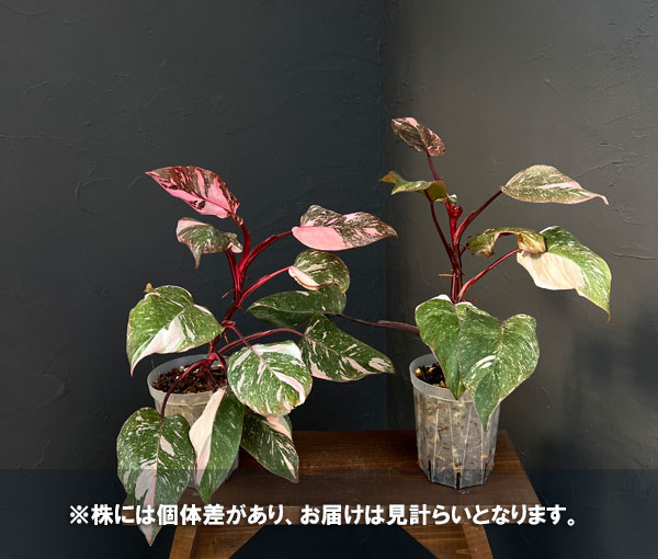 フィロデンドロン:マーブルピンクプリンセス(ピンクプリンセスギャラクシー) 4号