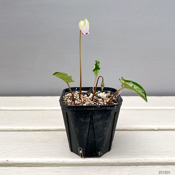 シクラメン（原種系）：ヘデリフォリウム　ヴェルデ【260642】3号ポット【現品販売】