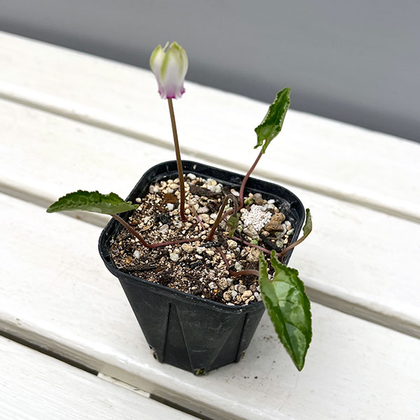 シクラメン（原種系）：ヘデリフォリウム　ヴェルデ【260642】3号ポット【現品販売】