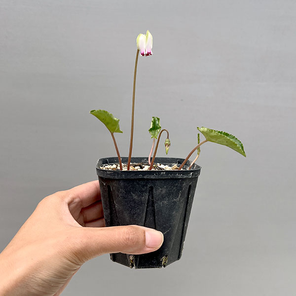 シクラメン（原種系）：ヘデリフォリウム　ヴェルデ【260642】3号ポット【現品販売】