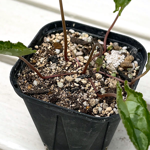 シクラメン（原種系）：ヘデリフォリウム　ヴェルデ【260642】3号ポット【現品販売】