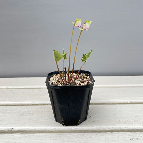 シクラメン（原種系）：ヘデリフォリウム　ヴェルデ【260643】3号ポット【現品販売】