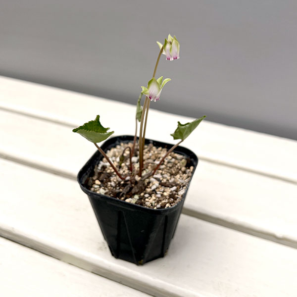 シクラメン（原種系）：ヘデリフォリウム　ヴェルデ【260643】3号ポット【現品販売】