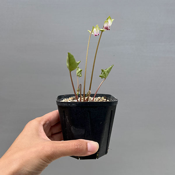 シクラメン（原種系）：ヘデリフォリウム　ヴェルデ【260643】3号ポット【現品販売】