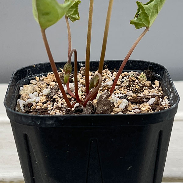 シクラメン（原種系）：ヘデリフォリウム　ヴェルデ【260643】3号ポット【現品販売】