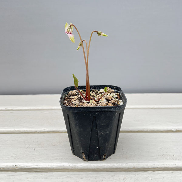 シクラメン（原種系）：ヘデリフォリウム　ヴェルデ【260644】3号ポット【現品販売】