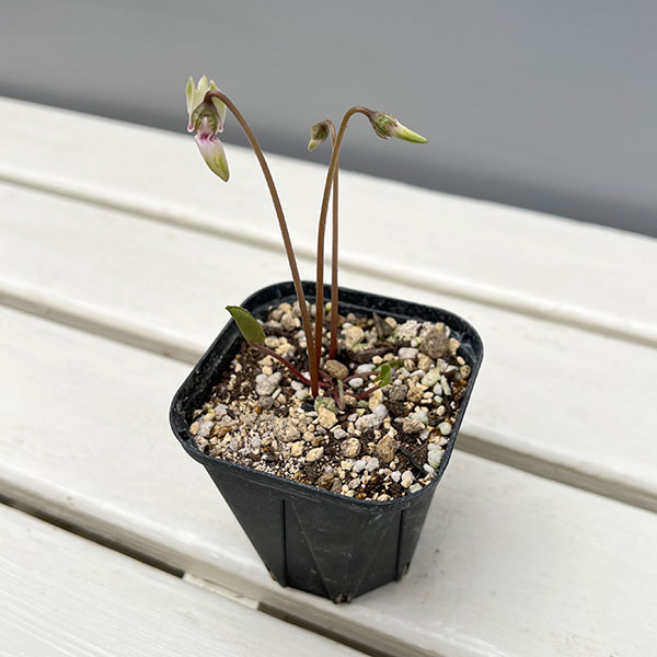 シクラメン（原種系）：ヘデリフォリウム　ヴェルデ【260644】3号ポット【現品販売】