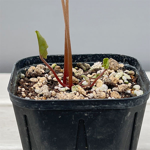 シクラメン（原種系）：ヘデリフォリウム　ヴェルデ【260644】3号ポット【現品販売】