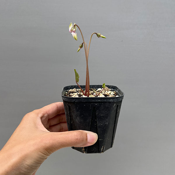 シクラメン（原種系）：ヘデリフォリウム　ヴェルデ【260644】3号ポット【現品販売】