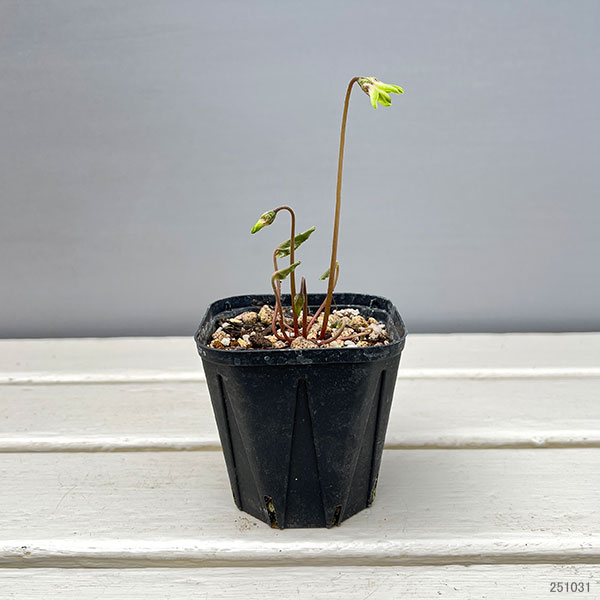 シクラメン（原種系）：ヘデリフォリウム　ヴェルデ【260645】3号ポット【現品販売】