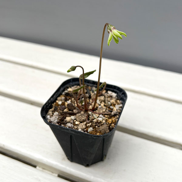 シクラメン（原種系）：ヘデリフォリウム　ヴェルデ【260645】3号ポット【現品販売】