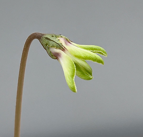 シクラメン（原種系）：ヘデリフォリウム　ヴェルデ【260645】3号ポット【現品販売】