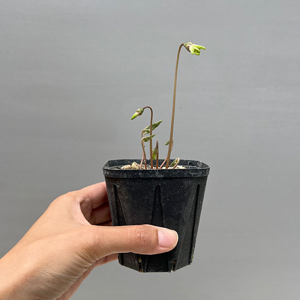 シクラメン（原種系）：ヘデリフォリウム　ヴェルデ【260645】3号ポット【現品販売】