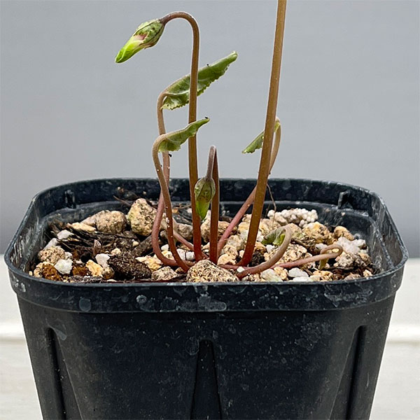 シクラメン（原種系）：ヘデリフォリウム　ヴェルデ【260645】3号ポット【現品販売】