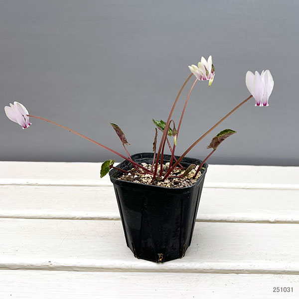 シクラメン（原種系）：ヘデリフォリウム　ヴェルデ交配【260646】3号ポット【現品販売】