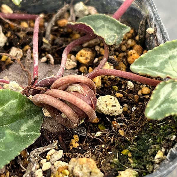 シクラメン（原種系）：ヘデリフォリウム　ヴェルデ交配【260646】3号ポット【現品販売】