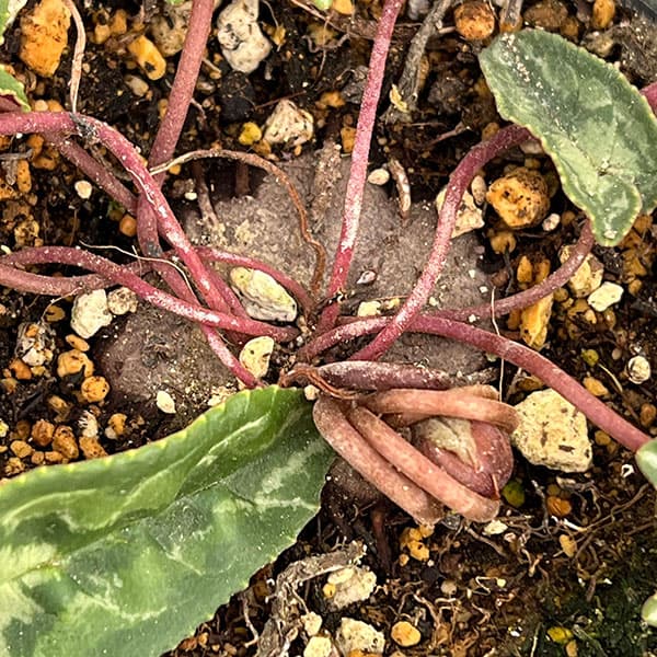 シクラメン（原種系）：ヘデリフォリウム　ヴェルデ交配【260646】3号ポット【現品販売】