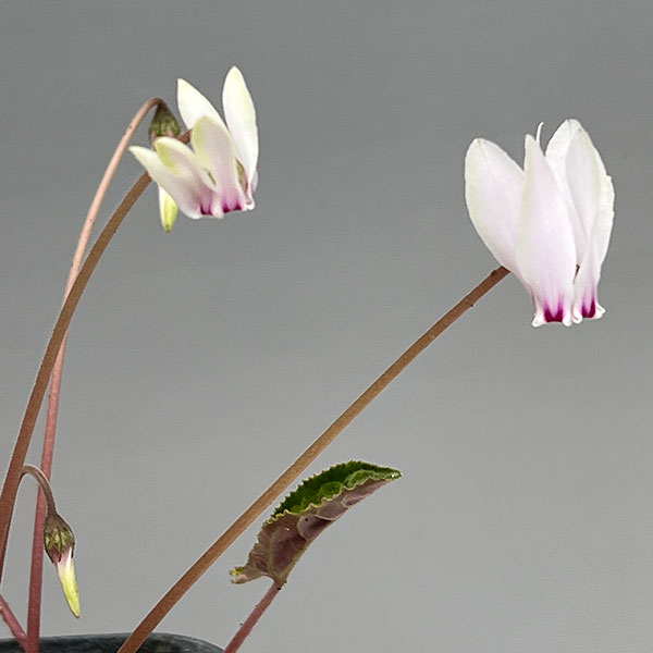 シクラメン（原種系）：ヘデリフォリウム　ヴェルデ交配【260646】3号ポット【現品販売】