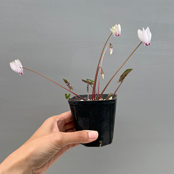 シクラメン（原種系）：ヘデリフォリウム　ヴェルデ交配【260646】3号ポット【現品販売】