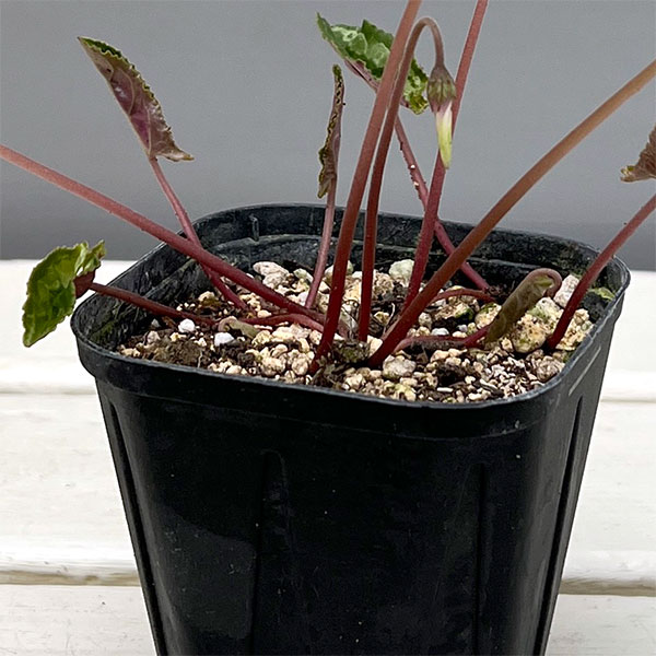 シクラメン（原種系）：ヘデリフォリウム　ヴェルデ交配【260646】3号ポット【現品販売】