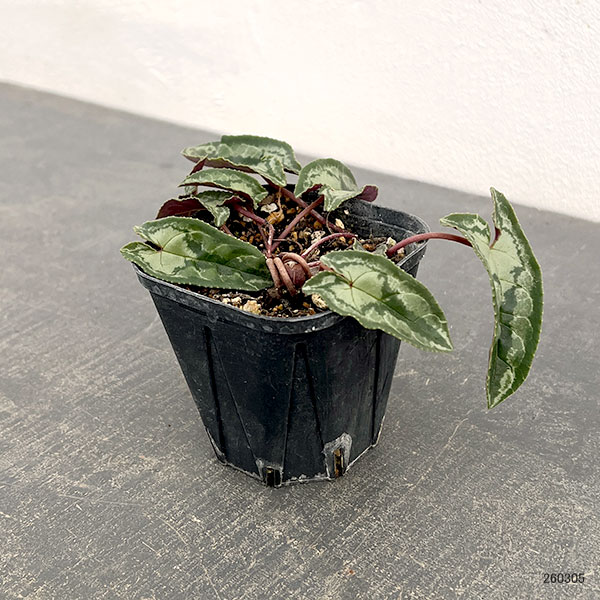 シクラメン（原種系）：ヘデリフォリウム　ヴェルデ交配【260646】3号ポット【現品販売】