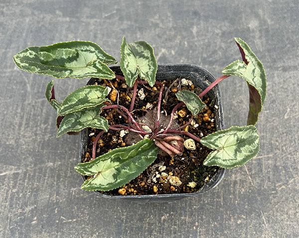 シクラメン（原種系）：ヘデリフォリウム　ヴェルデ交配【260646】3号ポット【現品販売】