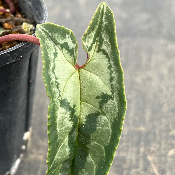 シクラメン（原種系）：ヘデリフォリウム　ヴェルデ交配【260646】3号ポット【現品販売】