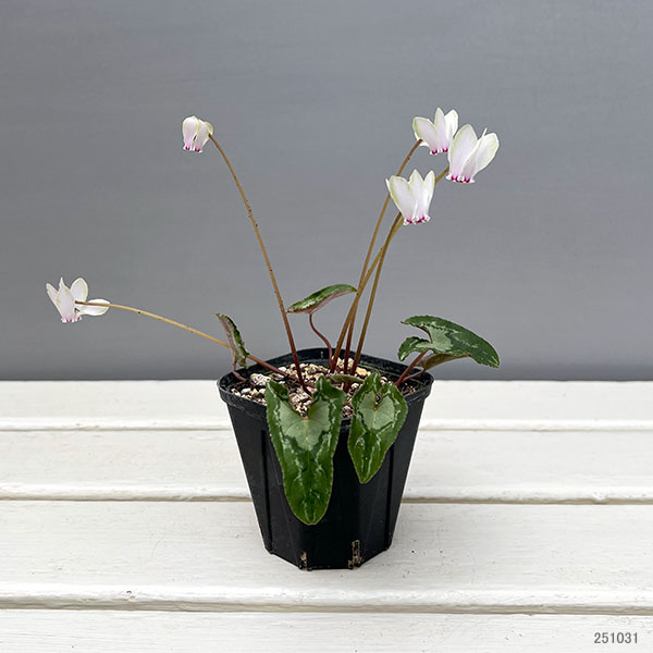 シクラメン（原種系）：ヘデリフォリウム　ヴェルデ交配【260647】3号ポット【現品販売】