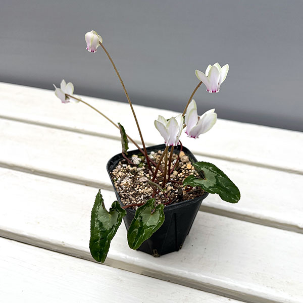 シクラメン（原種系）：ヘデリフォリウム　ヴェルデ交配【260647】3号ポット【現品販売】