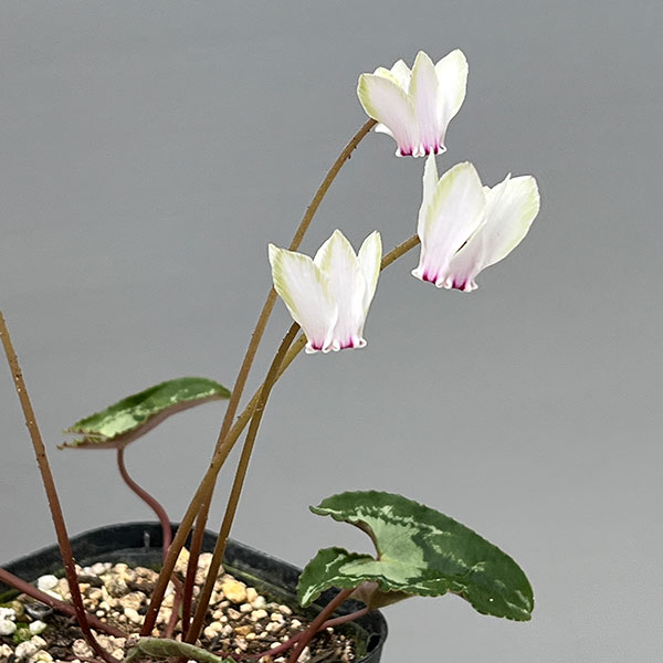 シクラメン（原種系）：ヘデリフォリウム　ヴェルデ交配【260647】3号ポット【現品販売】