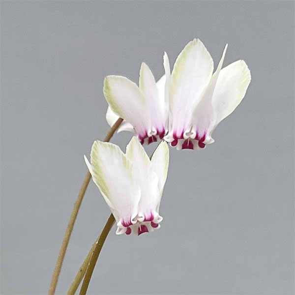 シクラメン（原種系）：ヘデリフォリウム　ヴェルデ交配【260647】3号ポット【現品販売】