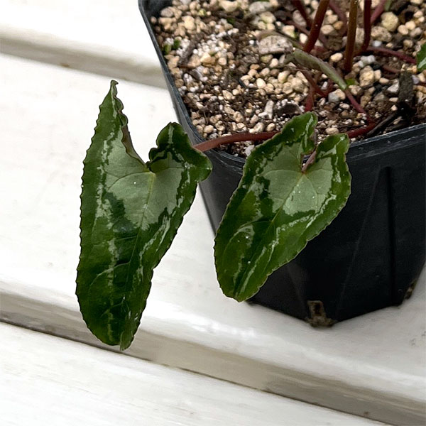 シクラメン（原種系）：ヘデリフォリウム　ヴェルデ交配【260647】3号ポット【現品販売】