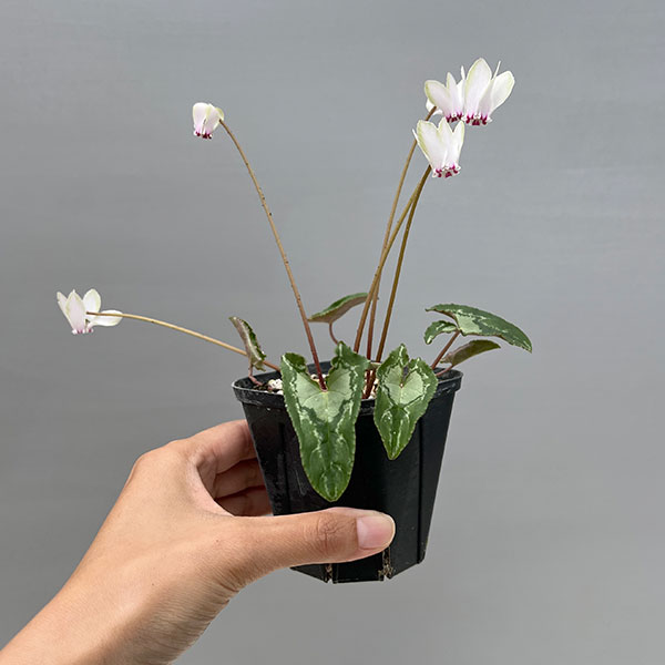 シクラメン（原種系）：ヘデリフォリウム　ヴェルデ交配【260647】3号ポット【現品販売】