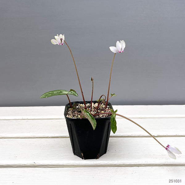 シクラメン（原種系）：ヘデリフォリウム　ヴェルデ交配【260648】3号ポット【現品販売】