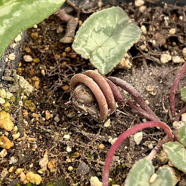 シクラメン(原種系):ヘデリフォリウム ヴェルデ交配【260648】3号ポット【現品販売】