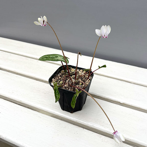 シクラメン（原種系）：ヘデリフォリウム　ヴェルデ交配【260648】3号ポット【現品販売】