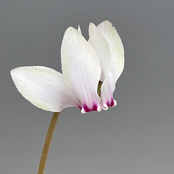 シクラメン（原種系）：ヘデリフォリウム　ヴェルデ交配【260648】3号ポット【現品販売】