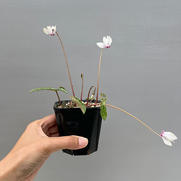 シクラメン（原種系）：ヘデリフォリウム　ヴェルデ交配【260648】3号ポット【現品販売】