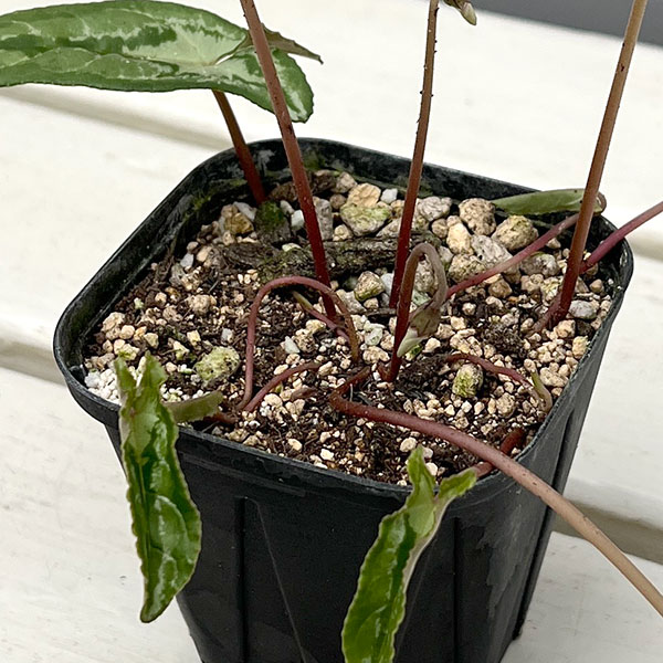 シクラメン（原種系）：ヘデリフォリウム　ヴェルデ交配【260648】3号ポット【現品販売】