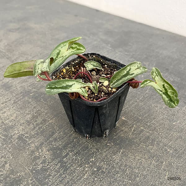 シクラメン(原種系):ヘデリフォリウム ヴェルデ交配【260648】3号ポット【現品販売】