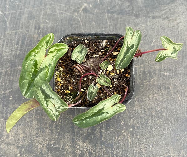 シクラメン(原種系):ヘデリフォリウム ヴェルデ交配【260648】3号ポット【現品販売】