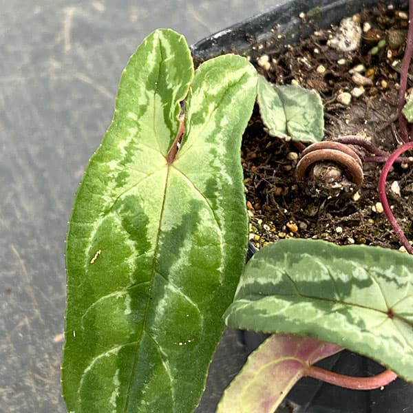 シクラメン(原種系):ヘデリフォリウム ヴェルデ交配【260648】3号ポット【現品販売】