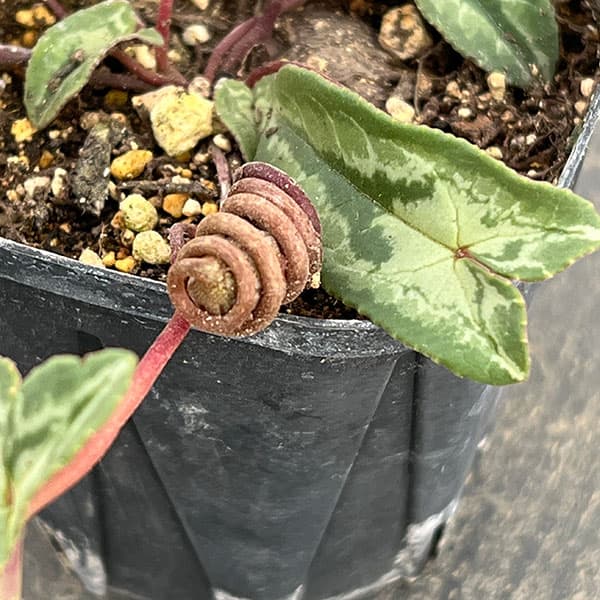 シクラメン(原種系):ヘデリフォリウム ヴェルデ交配【260648】3号ポット【現品販売】